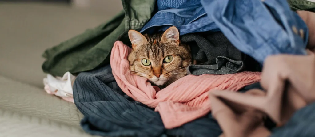 Schnurren statt Flusen. Die perfekte Wäschepflege zum Weltkatzentag.